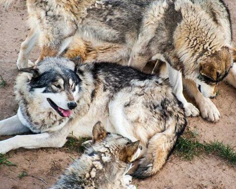 Three gray wolves resting together on sandy ground at a wildlife sanctuary, showing the social nature of wolf packs that Colorado is working to reestablish.