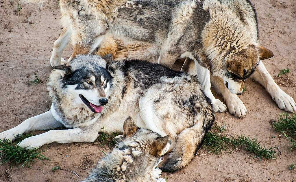 Three gray wolves resting together on sandy ground at a wildlife sanctuary, showing the social nature of wolf packs that Colorado is working to reestablish.