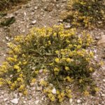 A low-growing perennial forb with clusters of small yellow flowers and hairy stems on a rocky riverbank.