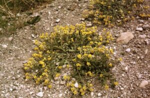 A low-growing perennial forb with clusters of small yellow flowers and hairy stems on a rocky riverbank.