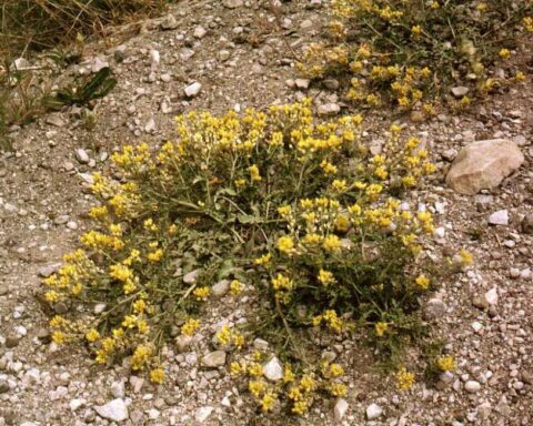 A low-growing perennial forb with clusters of small yellow flowers and hairy stems on a rocky riverbank.