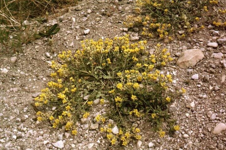 A low-growing perennial forb with clusters of small yellow flowers and hairy stems on a rocky riverbank.