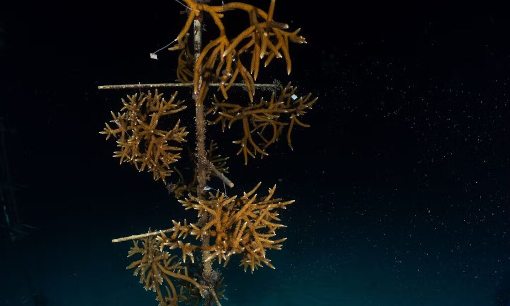 Coral fragments growing on a nursery tree in the Florida Keys, part of restoration research efforts.