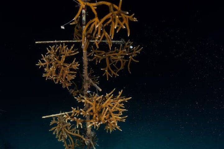 Coral fragments growing on a nursery tree in the Florida Keys, part of restoration research efforts.