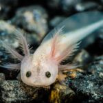 Close-up of a pale, leucistic axolotl larva on a pebble substrate, its feathery external gills fanning out against a dark, textured background.