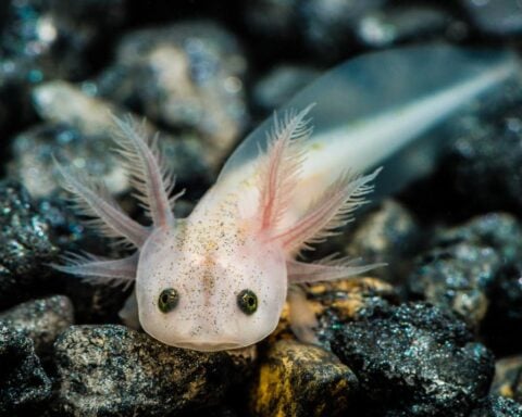 Close-up of a pale, leucistic axolotl larva on a pebble substrate, its feathery external gills fanning out against a dark, textured background.