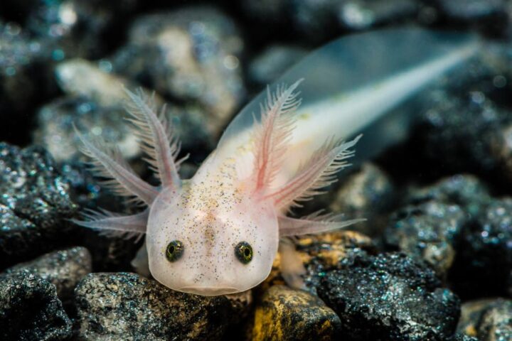 Close-up of a pale, leucistic axolotl larva on a pebble substrate, its feathery external gills fanning out against a dark, textured background.