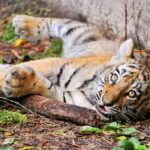 Baby tiger resting