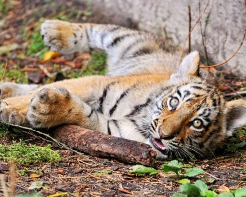 Baby tiger resting