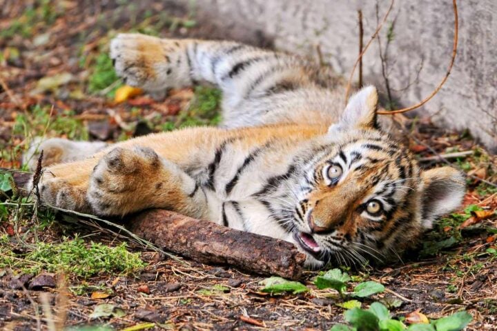 Baby tiger resting