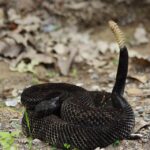 A coiled, dark-colored (black-phase) timber rattlesnake with raised rattle tail, resting on forest floor in Pennsylvania.