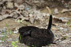A coiled, dark-colored (black-phase) timber rattlesnake with raised rattle tail, resting on forest floor in Pennsylvania.