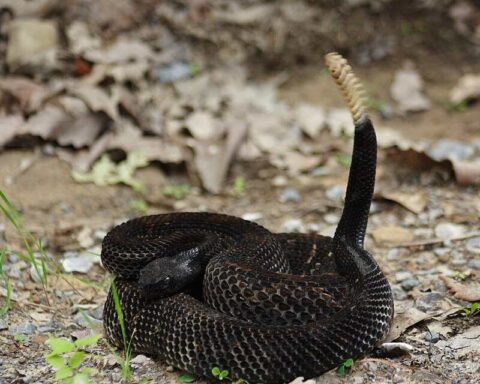 A coiled, dark-colored (black-phase) timber rattlesnake with raised rattle tail, resting on forest floor in Pennsylvania.
