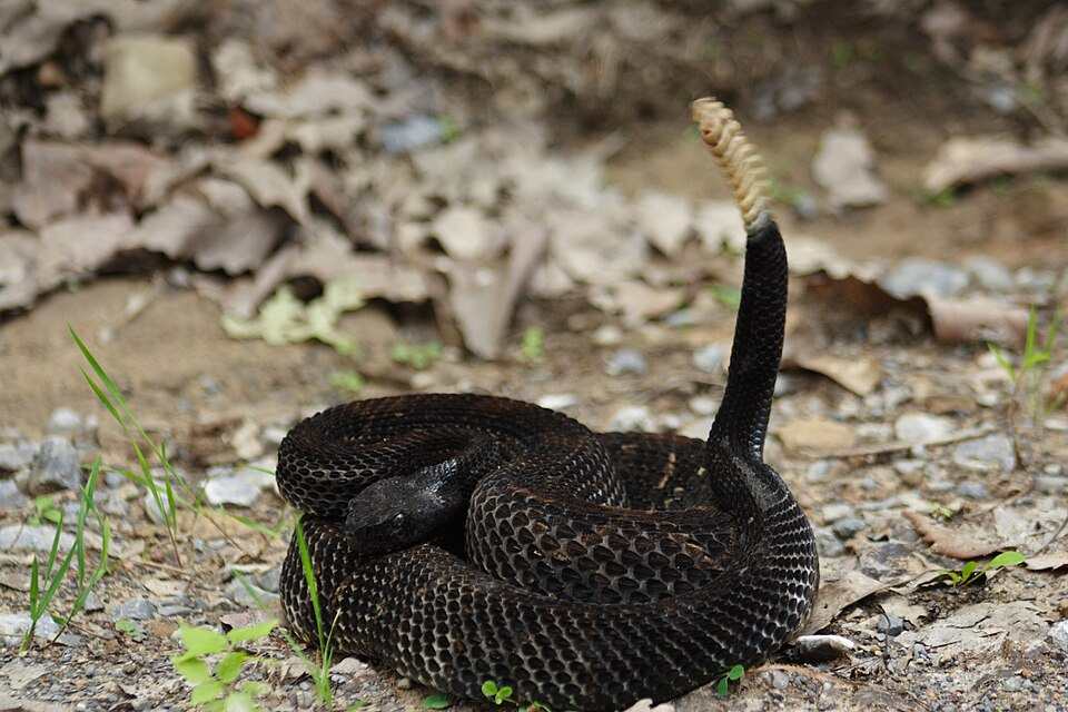 A coiled, dark-colored (black-phase) timber rattlesnake with raised rattle tail, resting on forest floor in Pennsylvania.