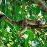 Wildlife Animal