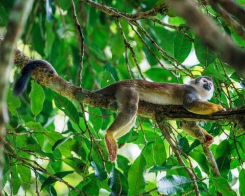 Wildlife Animal