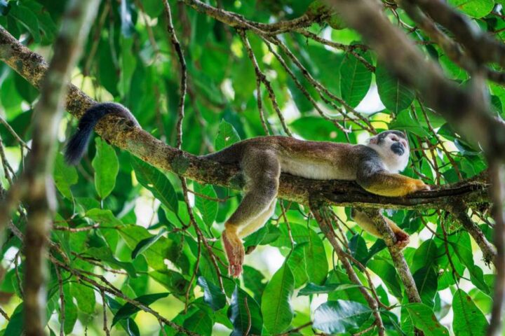 Wildlife Animal
