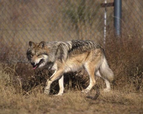 Mexican gray wolf standing in grass, showing its buff, gray, rust, and black coat. (Photo: Clark Jim / U.S. Fish and Wildlife Service; public domain)