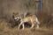Mexican gray wolf standing in grass, showing its buff, gray, rust, and black coat. (Photo: Clark Jim / U.S. Fish and Wildlife Service; public domain)