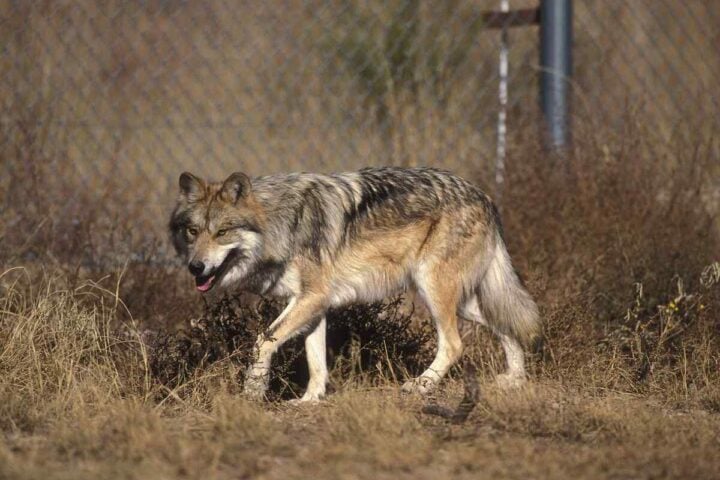 Mexican gray wolf standing in grass, showing its buff, gray, rust, and black coat. (Photo: Clark Jim / U.S. Fish and Wildlife Service; public domain)