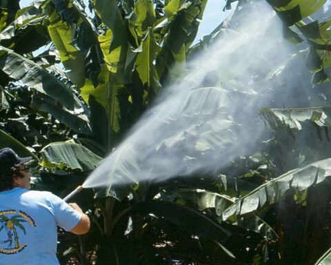 Agricultural worker spraying pesticides on banana plants with a handheld sprayer, wearing minimal protective equipment in a dense banana plantation from the 1980s (CC BY 2.0)