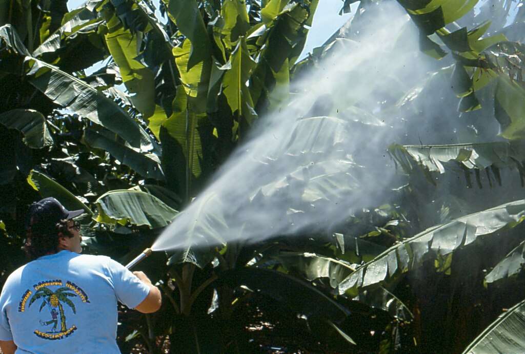 Agricultural worker spraying pesticides on banana plants with a handheld sprayer, wearing minimal protective equipment in a dense banana plantation from the 1980s (CC BY 2.0)