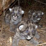 Three Florida panther kittens with spotted coats in a leaf-lined den in Okaloacoochee, resting close together.