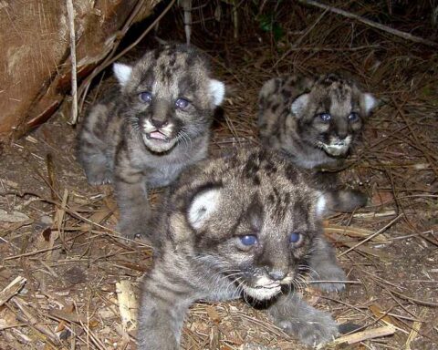 Three Florida panther kittens with spotted coats in a leaf-lined den in Okaloacoochee, resting close together.