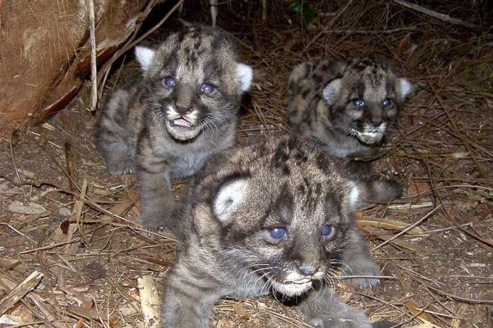 Three Florida panther kittens with spotted coats in a leaf-lined den in Okaloacoochee, resting close together.