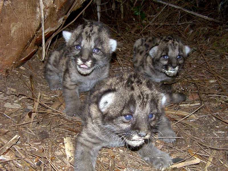 Three Florida panther kittens with spotted coats in a leaf-lined den in Okaloacoochee, resting close together.