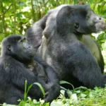 female gorillas