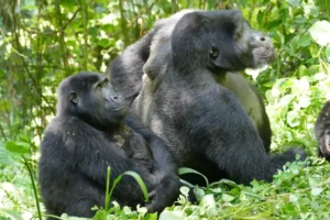 female gorillas