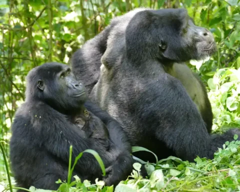 female gorillas