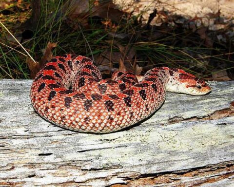 Female red southern hognose snake coiled on a log with its distinctive upturned snout visible, showcasing its reddish-orange coloration with dark blotches against natural pine habitat.