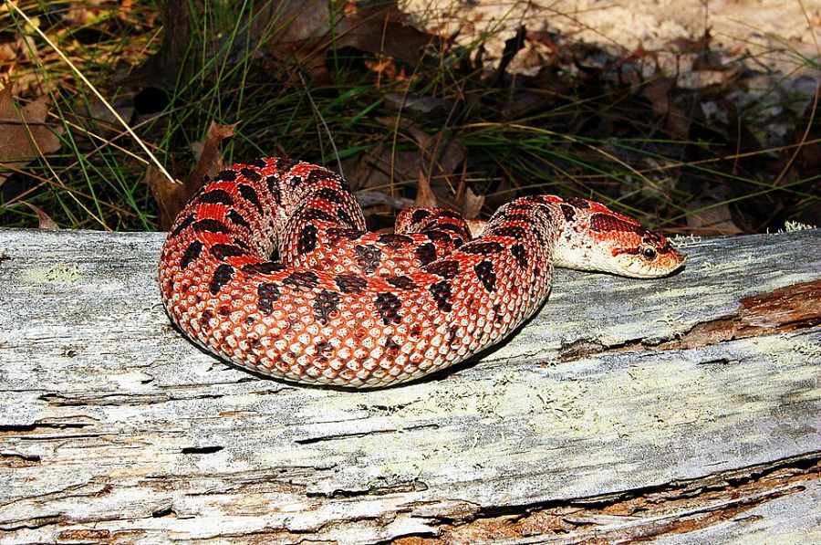 Female red southern hognose snake coiled on a log with its distinctive upturned snout visible, showcasing its reddish-orange coloration with dark blotches against natural pine habitat.