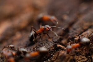 Close-up macro photograph of red fire ants moving on soil surface, showing their distinctive reddish-brown color and segmented bodies.