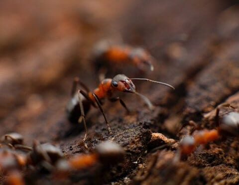Close-up macro photograph of red fire ants moving on soil surface, showing their distinctive reddish-brown color and segmented bodies.