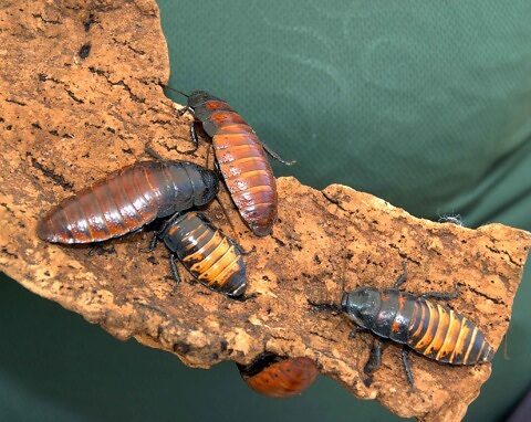 Close-up of several large cockroaches on bark held by a person in a green shirt