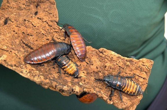 Close-up of several large cockroaches on bark held by a person in a green shirt