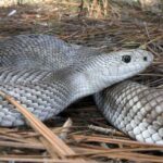 A light-patterned Florida pinesnake (Pituophis melanoleucus mugitus) coiled among pine needles.