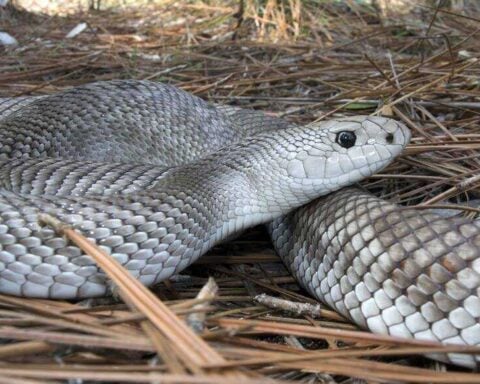 A light-patterned Florida pinesnake (Pituophis melanoleucus mugitus) coiled among pine needles.