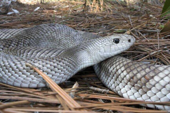 A light-patterned Florida pinesnake (Pituophis melanoleucus mugitus) coiled among pine needles.