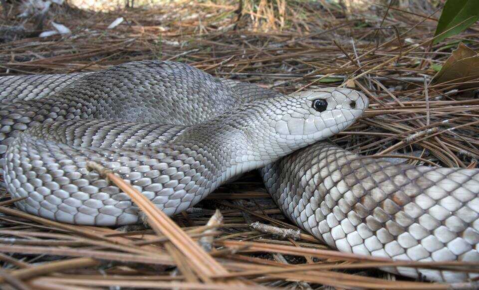 A light-patterned Florida pinesnake (Pituophis melanoleucus mugitus) coiled among pine needles.