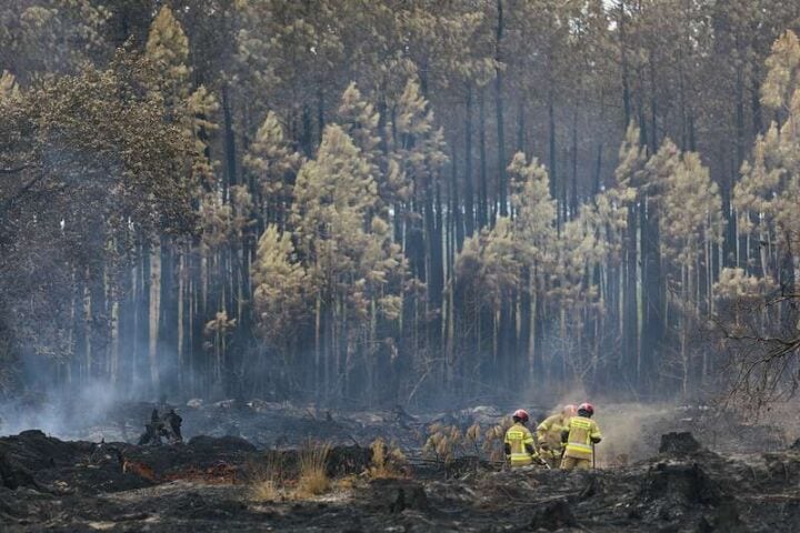 Firefighters in yellow turnout gear walk through a smoldering, charred forest with standing burnt trees in the background.