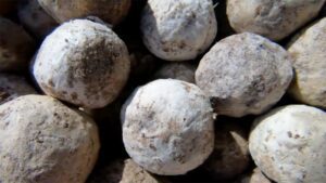 Tennis-ball-sized muddy spheres composed of rice bran, soil, molasses, and microorganisms—Genki Balls used in environmental cleanup.