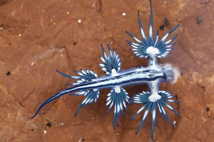 Glaucus atlanticus (Blue Dragon) nudibranch on rock — bright blue and silver sea slug
