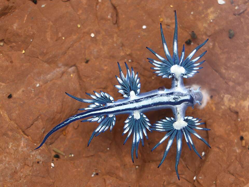 Glaucus atlanticus (Blue Dragon) nudibranch on rock — bright blue and silver sea slug