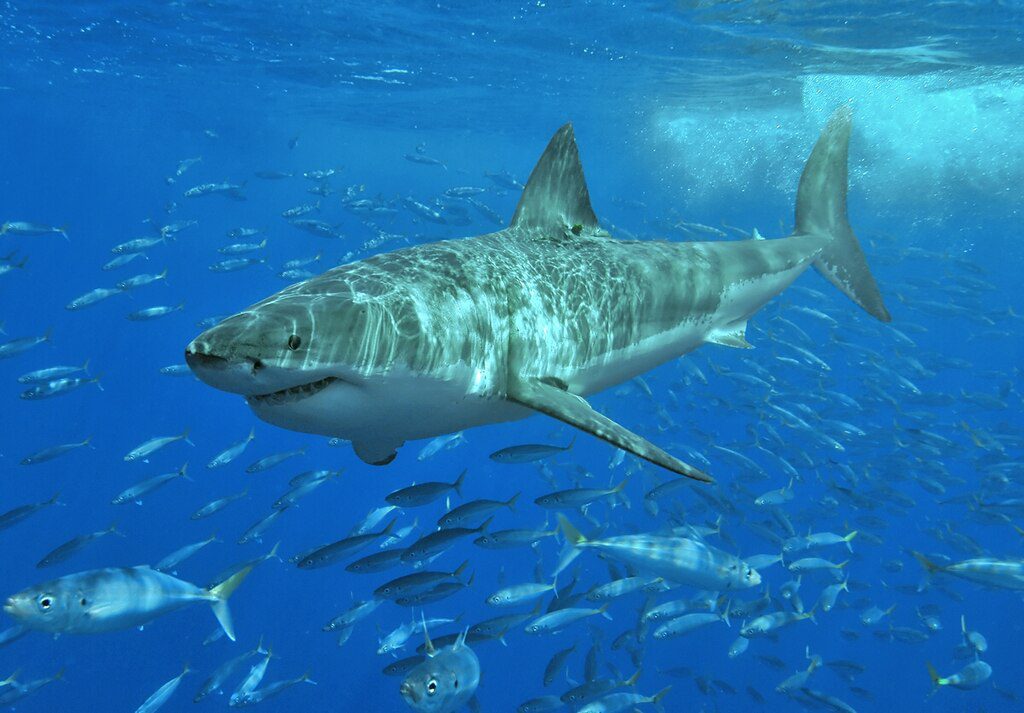 Representative Image. A great white shark swimming in clear blue water with schools of smaller fish visible below it