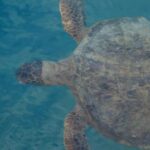 Green sea turtle underwater