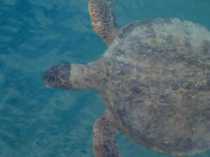 Green sea turtle underwater